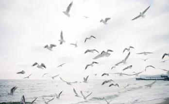 Hová tűnnek a madarak télen? – A nagy vándorlási rejtély nyomában