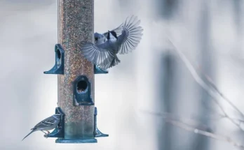 Téli etetők mustrája – melyik típus mire jó?
