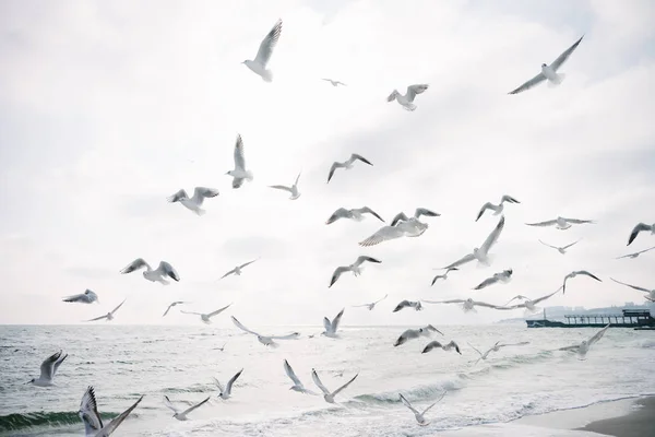 Hová tűnnek a madarak télen? – A nagy vándorlási rejtély nyomában