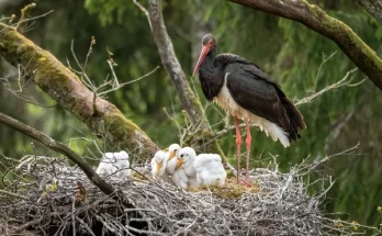 Miért fontos a fészkelőhelyek védelme, és mit tehetsz értük?