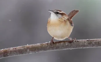 A madarak túlélési trükkjei: testhőszabályozás a fagyos napokon