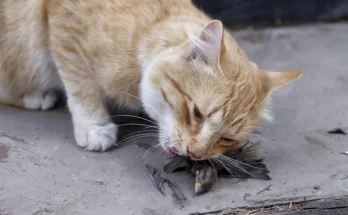 Hogyan óvd meg kerted madarait a macskáktól? Biztonságos tippek