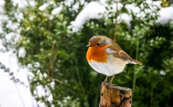 A téli madáretetés aranyszabályai: mit adjunk és mit ne?