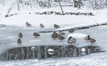 A jégbe fagyott tavak és a vízimadarak túlélési esélyei
