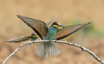 A legjobb ingyenes madárhatározó alkalmazások mobilra