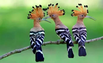 Szokatlan madarak, amelyeket akár a kertedben is láthatsz