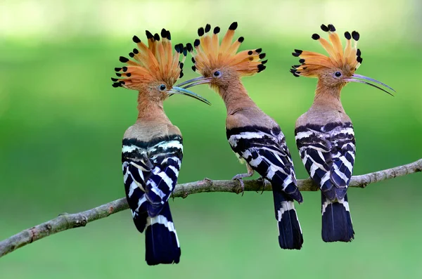 Szokatlan madarak, amelyeket akár a kertedben is láthatsz