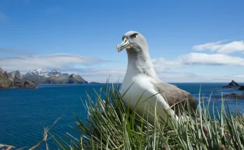Az albatrosz csodálatos és kalandos élete a tengeren