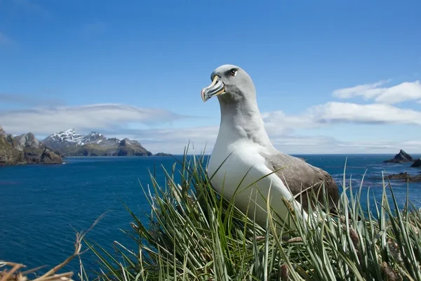 Az albatrosz csodálatos és kalandos élete a tengeren