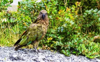 A legkülönlegesebb egzotikus madárfajok, amikről talán nem is hallottál