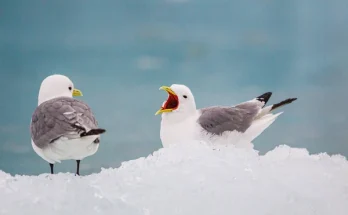 Fotózd le a telet: tippek téli madárfotózáshoz kezdőknek és haladóknak