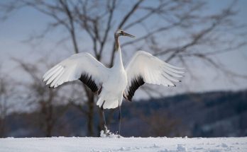 Meglepő téli vendégek: madarak, akik csak a hidegre érkeznek hozzánk