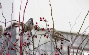 A város madarai télen: hogyan alkalmazkodnak a zajos környezethez?
