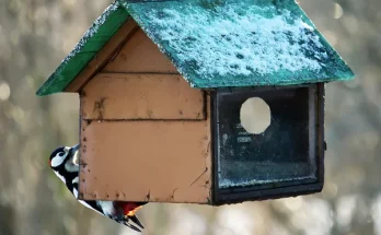 Miért fontos a madarak téli etetése? – Szakértői nézőpont