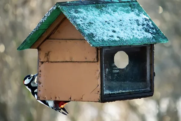 Miért fontos a madarak téli etetése? – Szakértői nézőpont