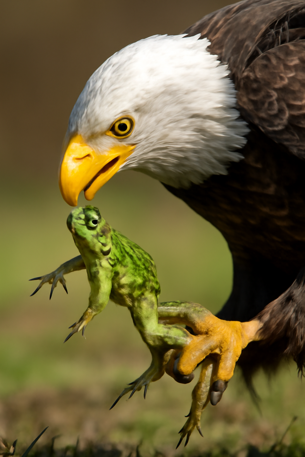 A békászó sas vadászata testközelből