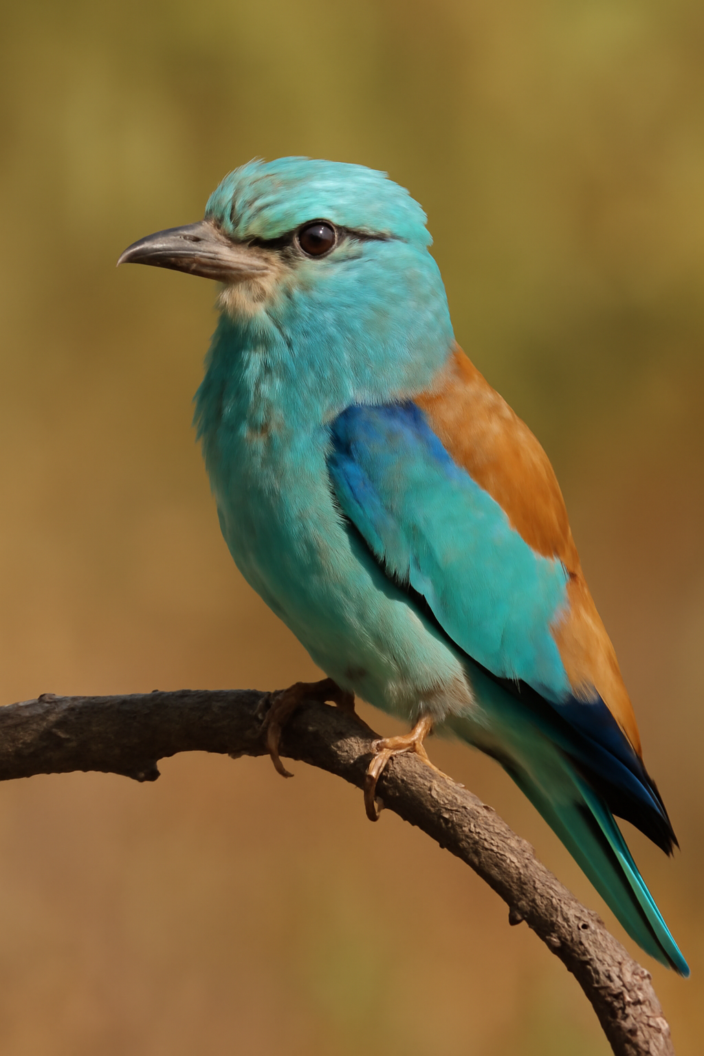 A szalakóta színei mögötti evolúciós ok