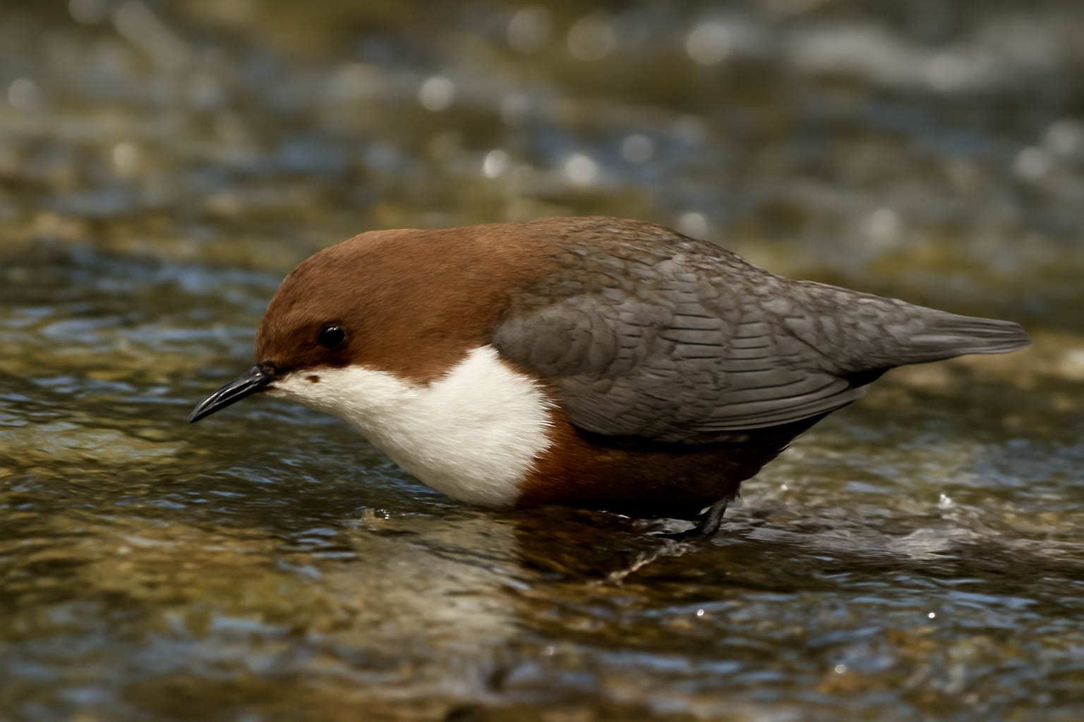 A vízirigó, aki a patak alatt vadászik