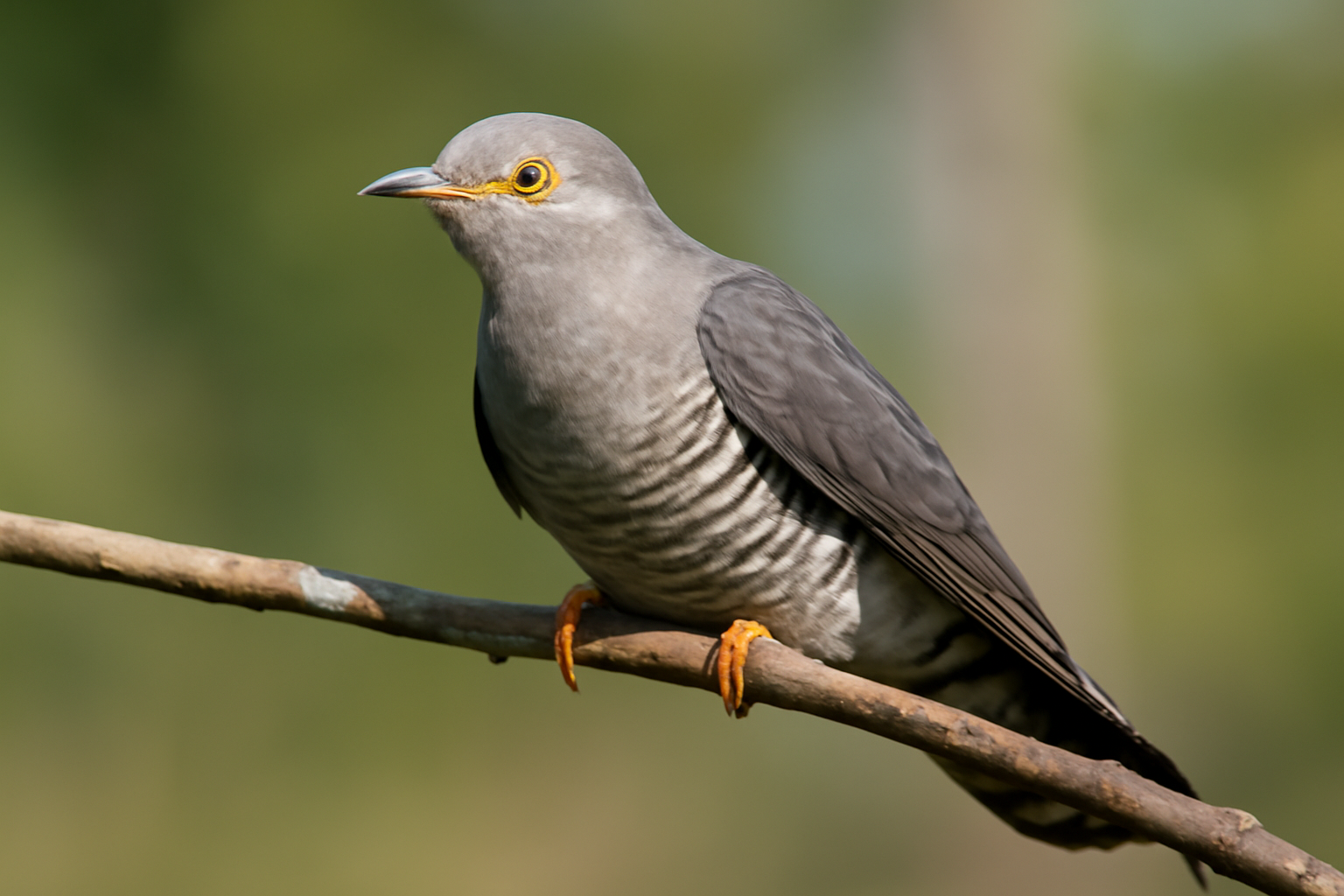 Miért nem épít fészket a kakukk?