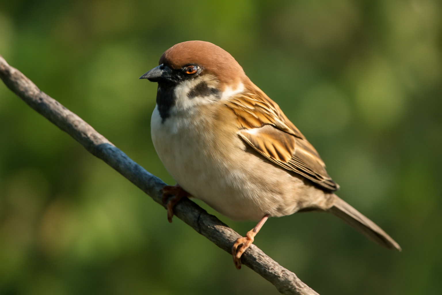 Miért ritkább ma a fogoly, mint régen?