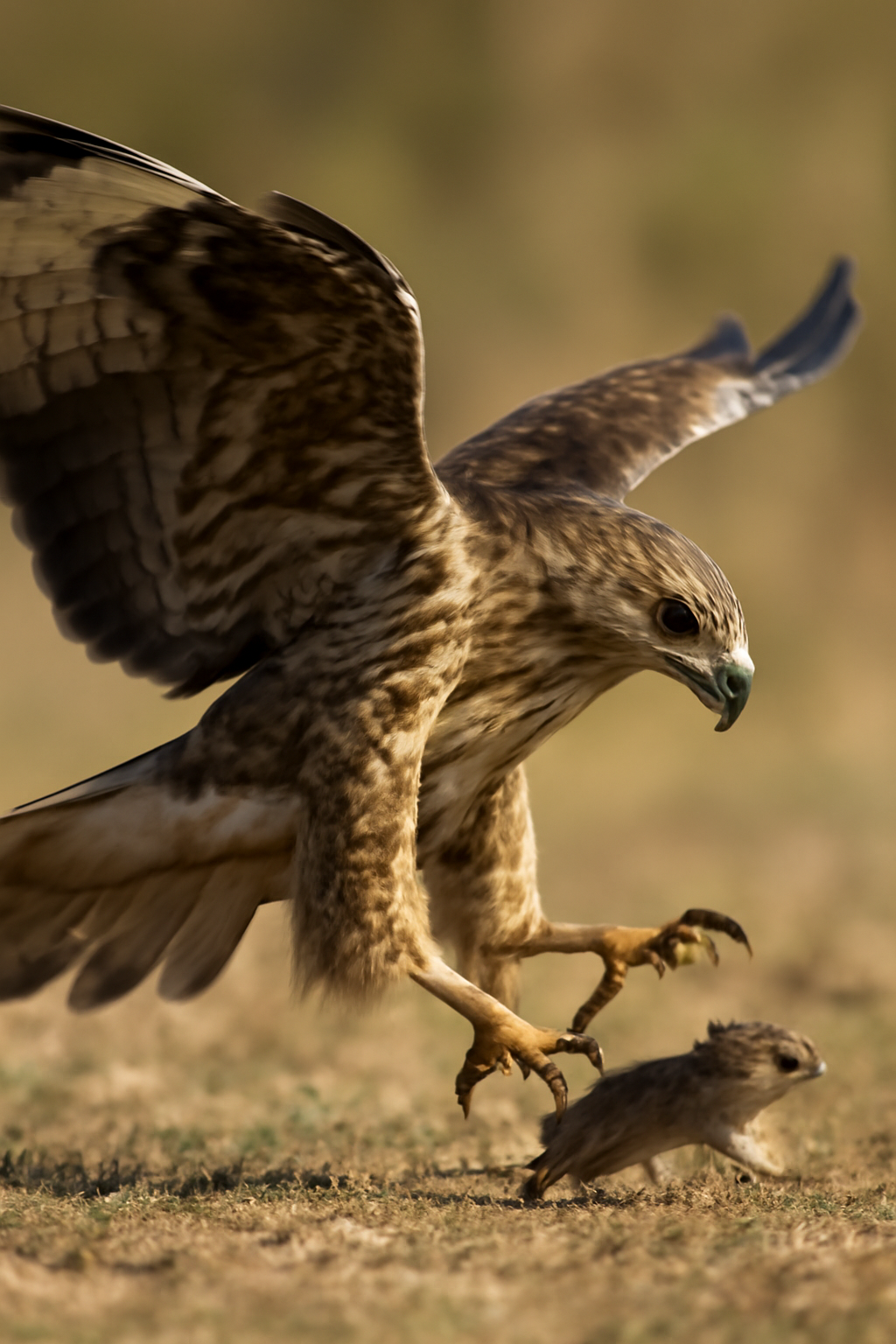 Hogyan vadásznak a ragadozó madarak?